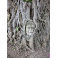 Ayuttaya buddha tree-600.jpg